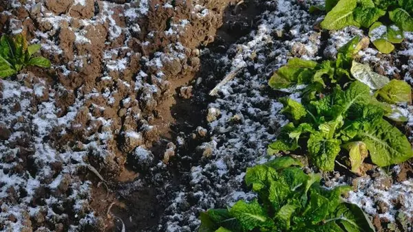 6 дел, которые обязательно нужно сделать на огороде бесснежной зи...