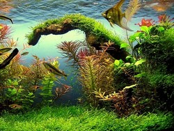 Как избавиться от водорослей в аквариуме