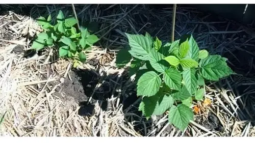 Чем подкормить малину ранней весной: лучшее удобрение своими рука...