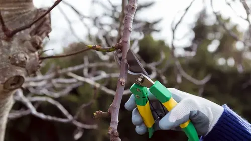 Не беритесь за секатор: эксперты назвали садовые растения категорически запрещено обрезать в марте