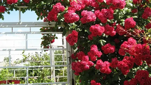 Плетистая роза — как сажать и ухаживать, чтобы она обильно цвела