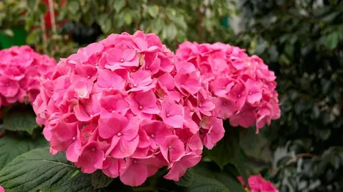 Чем подкормить гортензию ранней весной: цветы будут крупными и красивыми