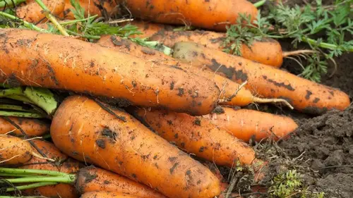 Лучший сорт моркови, о котором молчат все опытные огородники — и ...