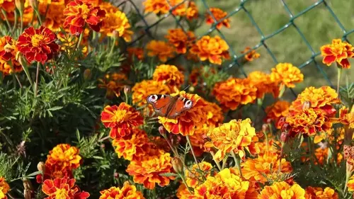 Посадите эти три цветка на клумбе — и беда никогда не зайдет в ва...