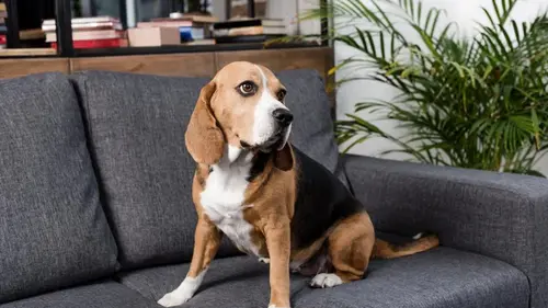 Как научить собаку оставаться дома одну: кинолог дал совет, как справиться с разлукой