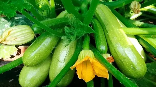 Эти сорта кабачков идеальны для консервации и приготовления блюд:...