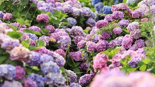 Что не стоит выращивать в саду: садоводы назвали 5 растений