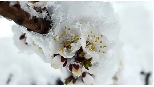 Как защитить абрикос и персик от морозов этой весной