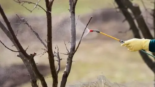 Чем и как опрыскивать деревья весной: основные советы