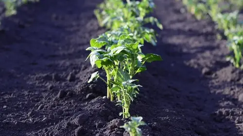 Не торопитесь сажать картофель: вот лучшие дни для того, чтобы по...