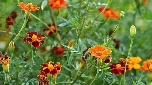 Когда и как сеять чернобрывцы в 2026 году на рассаду, в открытую ...