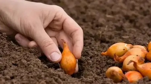 Удобрение для лука во время посадки: что добавить в лунку