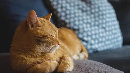 Понимают ли коты человеческую речь: ученые раскрыли особенности общения животных