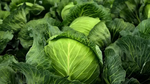 Что нельзя сажать рядом с капустой, потому что головки будут мале...