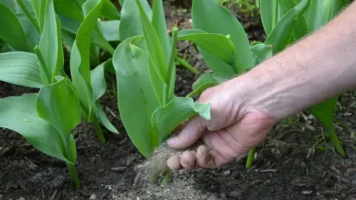 Почему не зацвели тюльпаны: какие возможны причины и как это испр...
