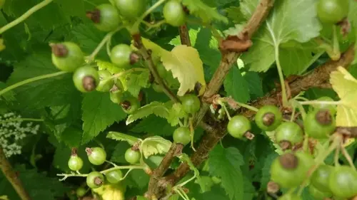 Чем прикормить смородину весной: топ 5 средств