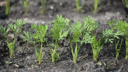 Почему морковь произрастает кривой: опытный огородник раскрыл сек...