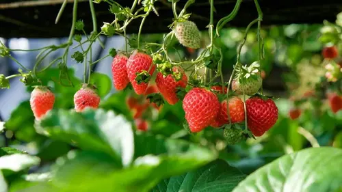 Ягоды будут мелкими и кислыми: опасные соседи для клубники, о кот...