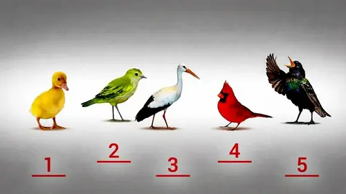 Узнайте, наивный ли вы человек: психологический тест с птичками