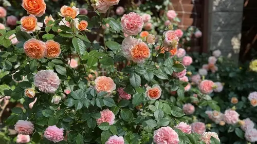 Когда и как обрезать розы весной: советы для обильного цветения