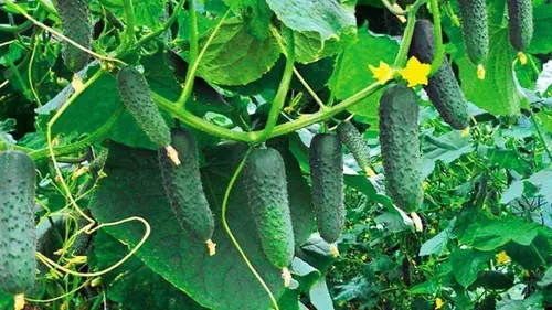 Когда сеять огурцы в открытую почву: какие дни считаются лучшими ...