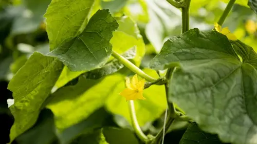 Урожай будете собирать ведрами: названо лучшее время для посадки ...