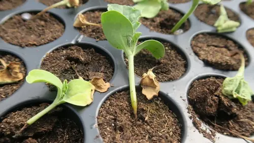 Как защитить рассаду от «черной ножки»: как избежать болезни на р...