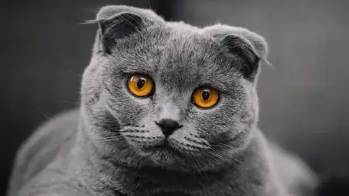 Ветеринар раскрыл, какие популярные породы кошек он никогда не за...