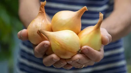 Все о выращивании лука на своем огороде: эксперты собрали все сек...