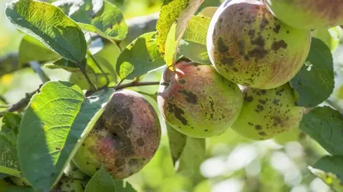 Чем обработать яблони и груши в марте от парши