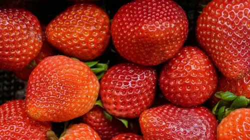 Когда сажать клубнику, чтобы собрать ранний урожай