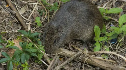 Как избавиться от грызунов из вашего двора и огорода: методы наши...