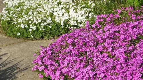 Какие цветы и как посадить в апреле: зависит от участка и темпера...