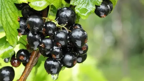 Смородину нужно подкормить до Пасхи: надо успеть до конца недели,...