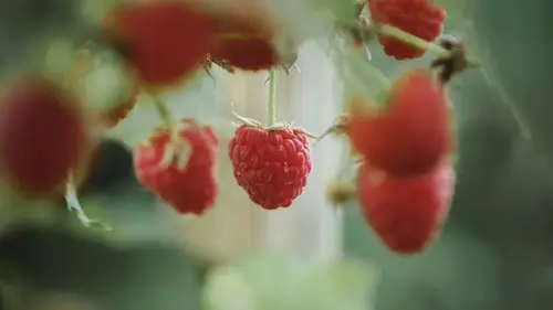 Защитите малину от вредителей: сделайте натуральный спрей только ...