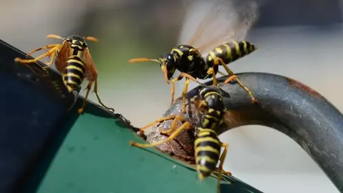 Какой укус самый болезненный в мире: ученые дали ответ