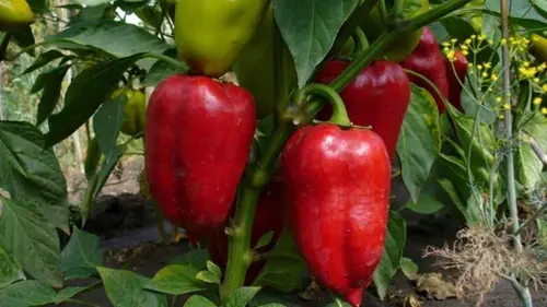 Как вырастить большой перец: простой лайфхак