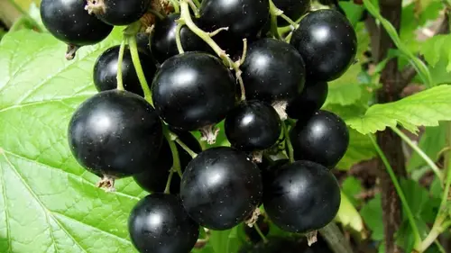 Как правильно сажать смородину, чтобы куст хорошо принялся и плод...