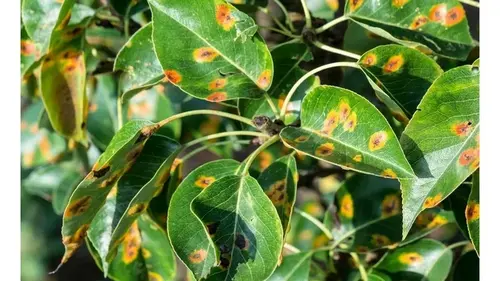 Ржавчина на груше: чем и когда обработать