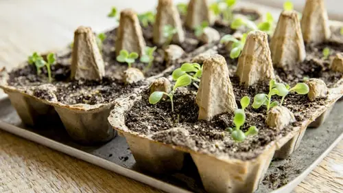 Опытные хозяйки давно пользуются этими советами: как лоток от яиц...