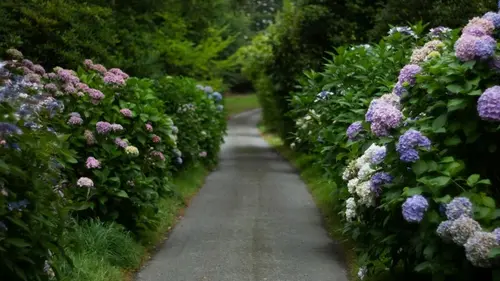 Гортензии зацветут обильнее: что нужно сделать уже в апреле