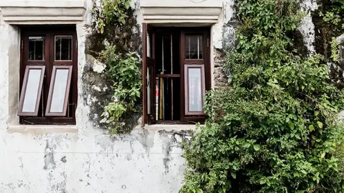 Это растение привлекает клещей и провоцирует появление плесени: не сад...