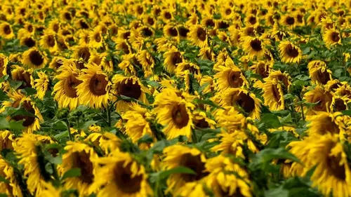 8 быстрорастущих однолетних растений для яркого сада уже этой вес...