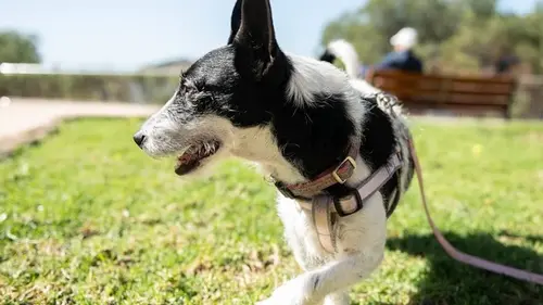Как понять, что собака несчастная и нервная: кинологи назвали 4 к...