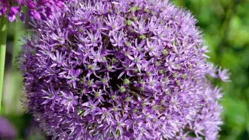 Какое растение посадить в саду, чтобы забыть о клещах