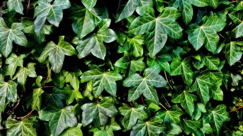 Плющ не выживет: 2 копеечных средства из кухни, которые работают ...