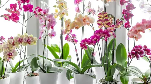 Одна кружка натурального раствора — и орхидея будет цвести постоя...