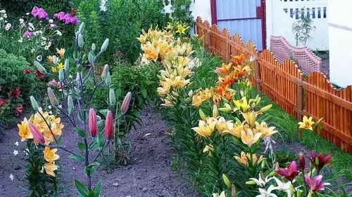 Какие растения приносят несчастье, забирают силы и здоровье: их н...