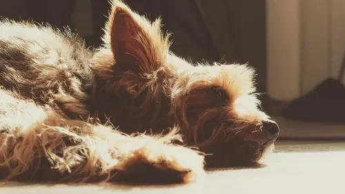 Вы никогда не догадаетесь: четыре причины, почему собаки обожают ...