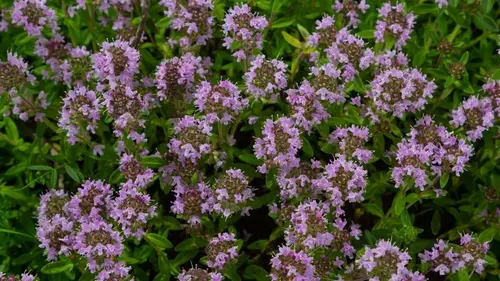 Сад без лишних усилий: 6 почвопокровных растений для легкого уход...